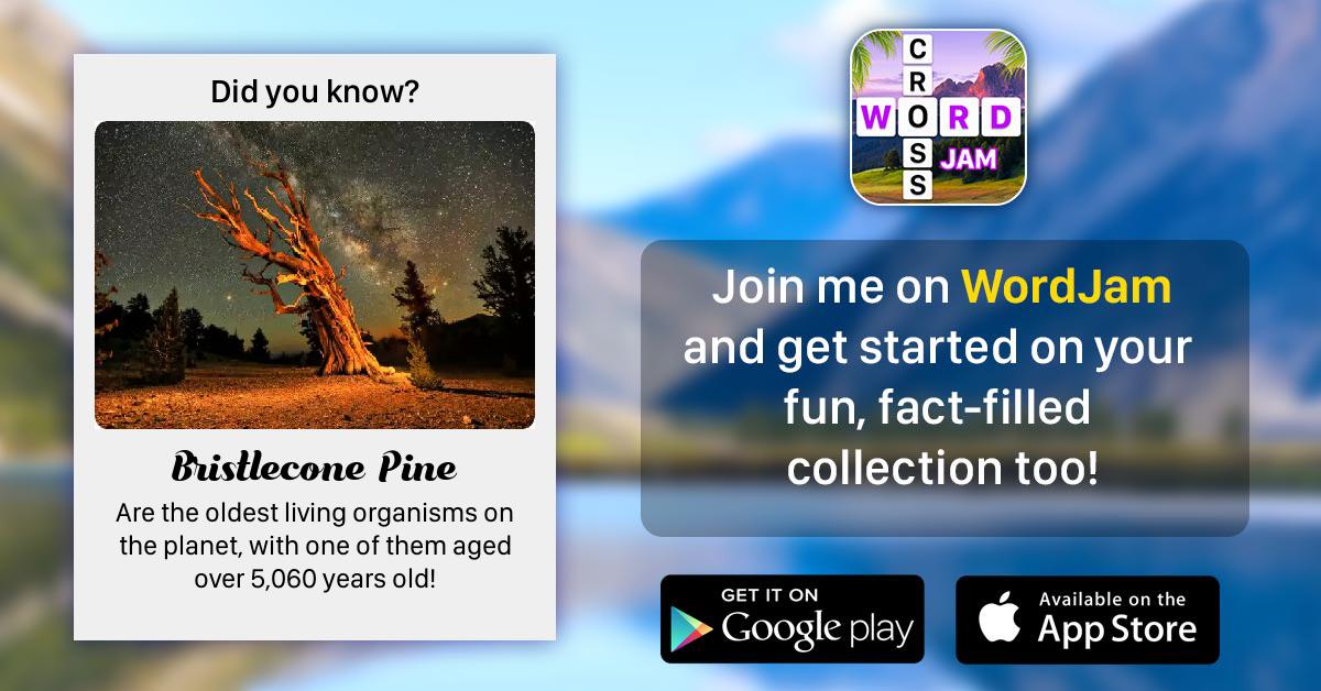 Word Jam